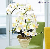 胡蝶蘭 5本立写真
